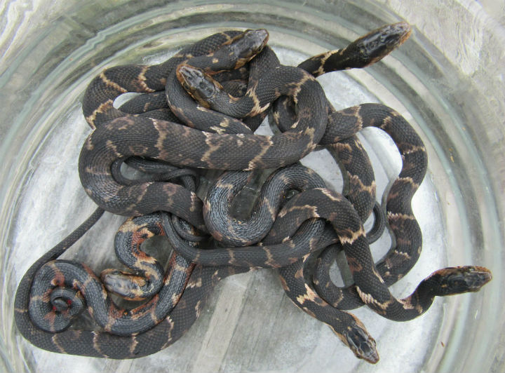 Broadbanded Water Snakes